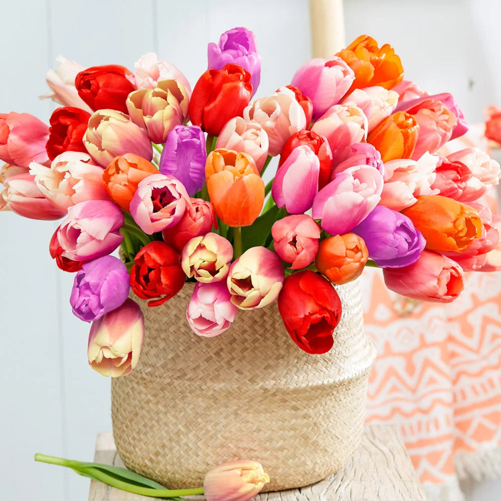 Pride Tulip Mixture - Darwin Hybrid | K. van Bourgondien