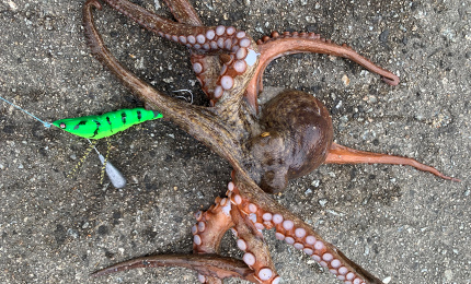 タコやん™ - 釣具の総合メーカー デュエル