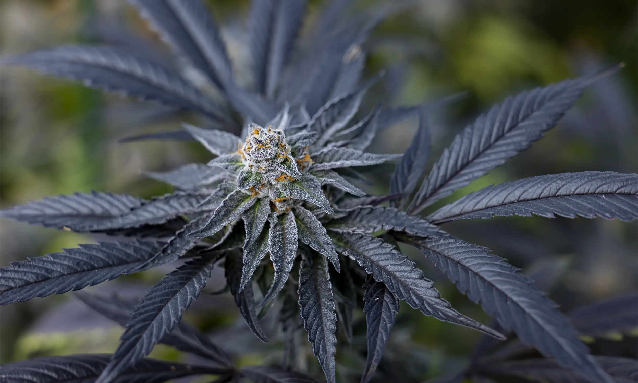 Durango Organics (Suttle St)