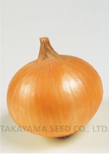 トップゴールド415[玉葱]※2025年今期品切れ - e-種や｜国内最大級の