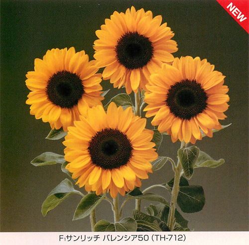 ひまわり - e-種や｜国内最大級の野菜種・花種・苗・農業資材の販売店