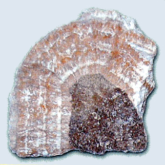 北投石ってどういう石？玉川温泉の北投石についてご紹介します。