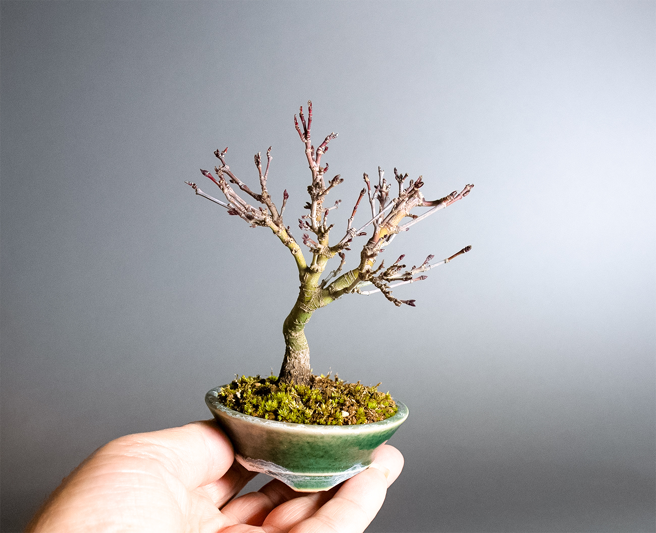 ベランダで楽しむミニ盆栽｜盆栽の販売・通販店