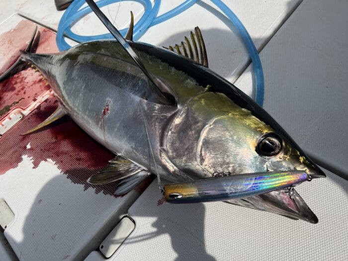 PELICAN220F／ペリカン220F ‣ ネイチャーボーイズ