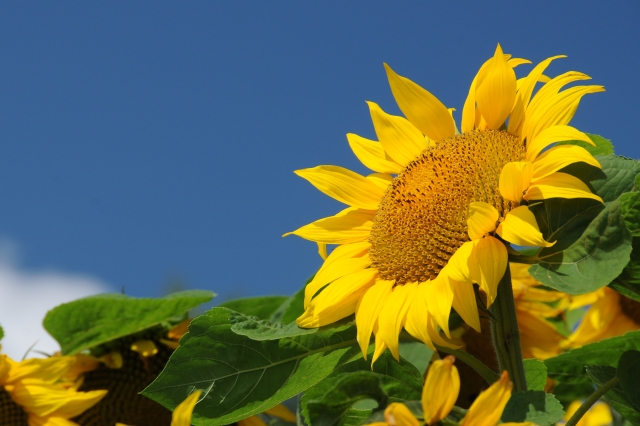 園芸の豆知識：ひまわり（向日葵） | 新和造園株式会社
