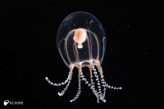 ウラシマクラゲ科の新属新種 オトヒメクラゲ（乙姫水母） | えのすい