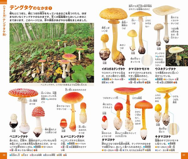 小学館の図鑑NEO POCKET きのこ | 大作 晃一,保坂 健太郎 | 数ページ