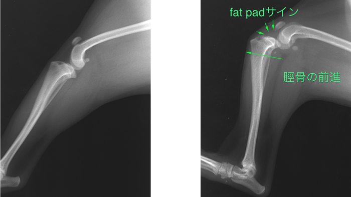 前十字靱帯断裂 - エルムス動物医療センター八幡山院