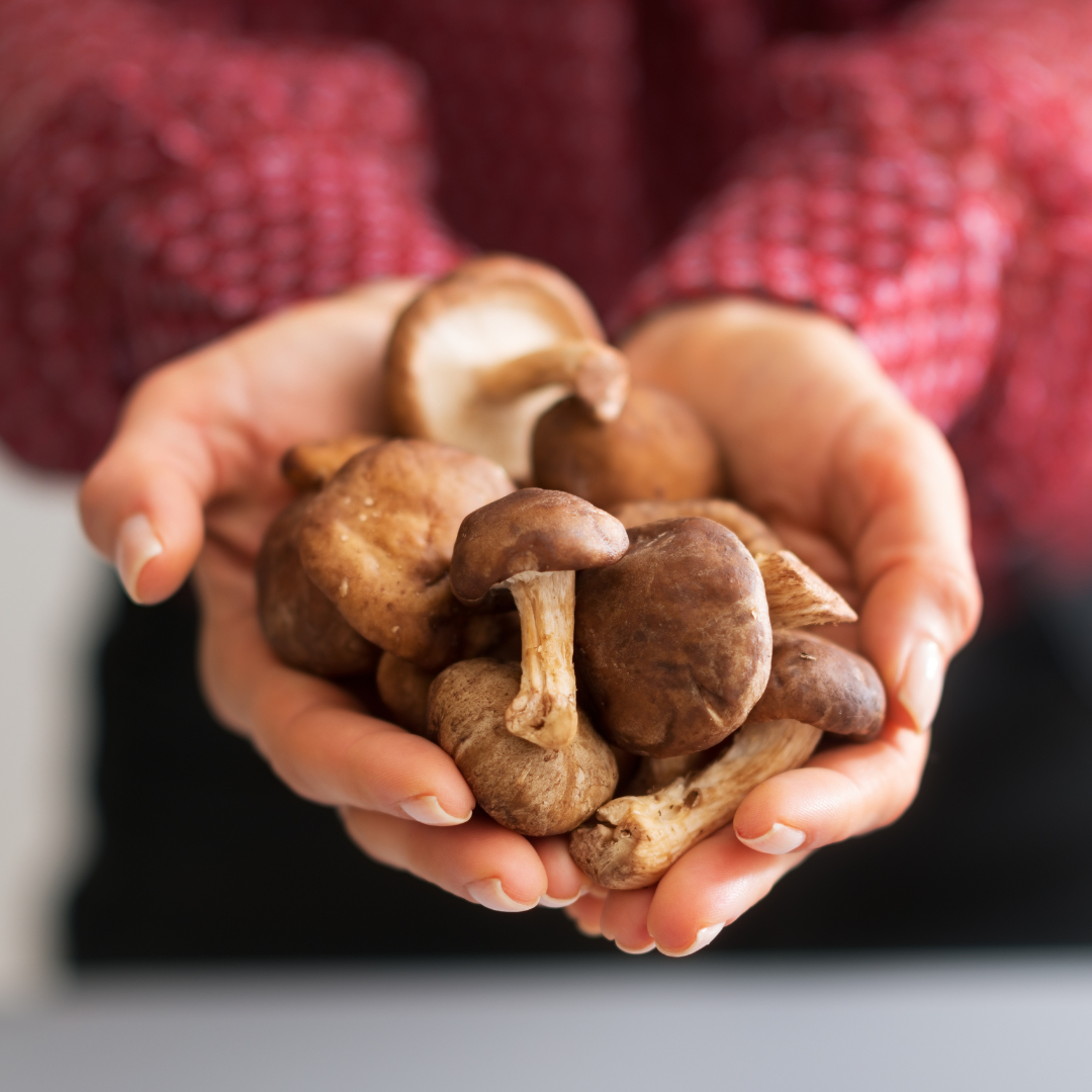 Shiitake | Beginner's Guide | Eversio Wellness