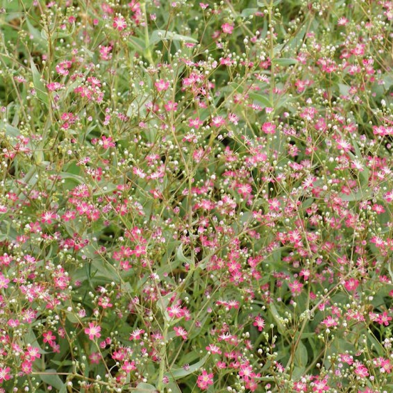 Deep Carmine Pink Baby's Breath Seeds | Everwilde Farms