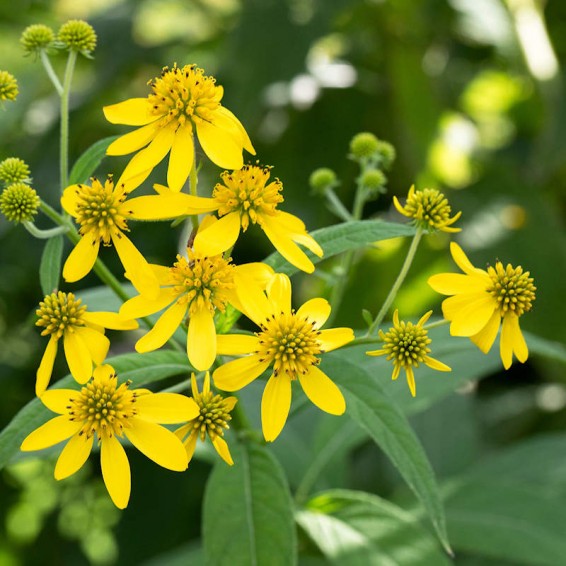 Verbesina Alternifolia Seeds | Wingstem Seeds | Everwilde