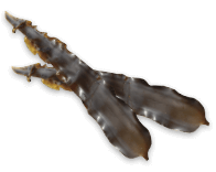 GWSエッセンス｜商品情報｜株式会社エリナ