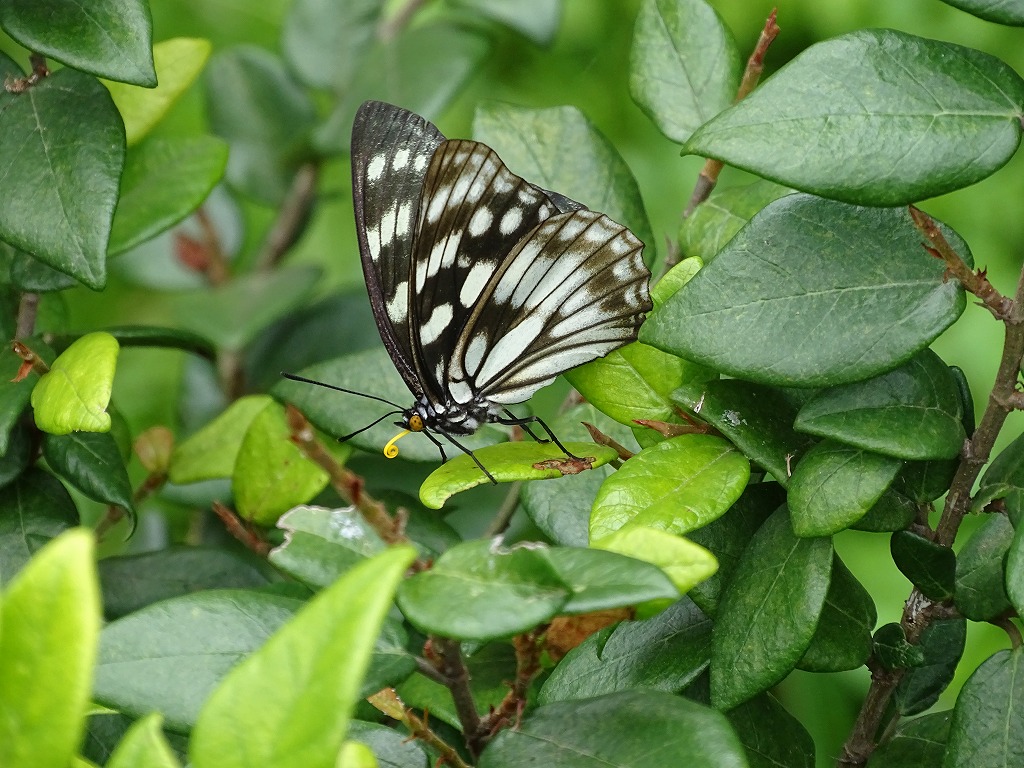 ゴマダラチョウ（胡麻斑蝶） - ［公式］水前寺江津湖公園｜熊本市の