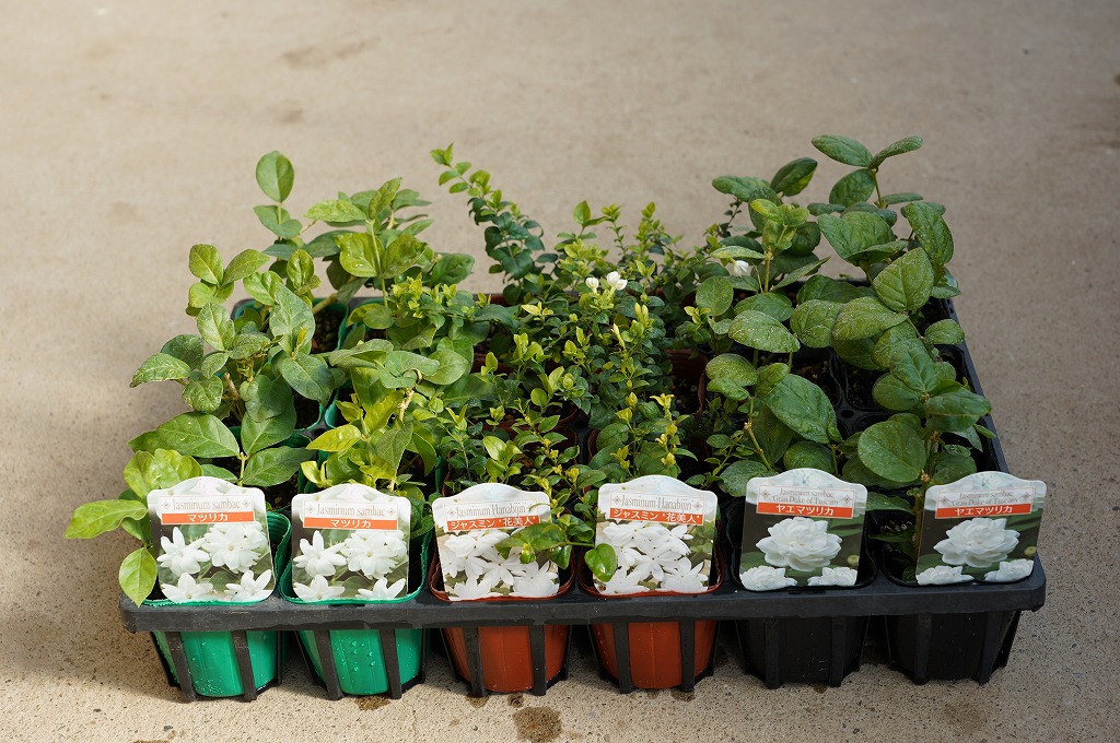 電子カタログ 香りのジャスミンセット 3号 24入り | エクゾティック