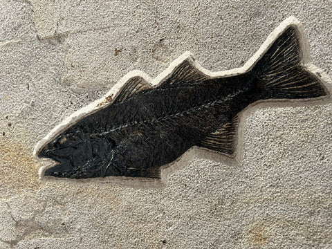 Fossil Green River Fish Mural - Triptych - 72 x 39 inches – Fossil