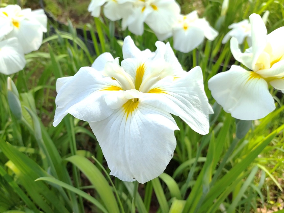 うれしい知らせ♪ | 開花情報 | 神奈川県立大船フラワーセンター