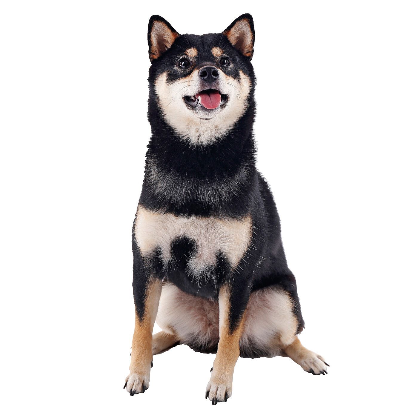黒いの出ました！忠犬SHIBA BLACK｜WEB限定お買い得商品