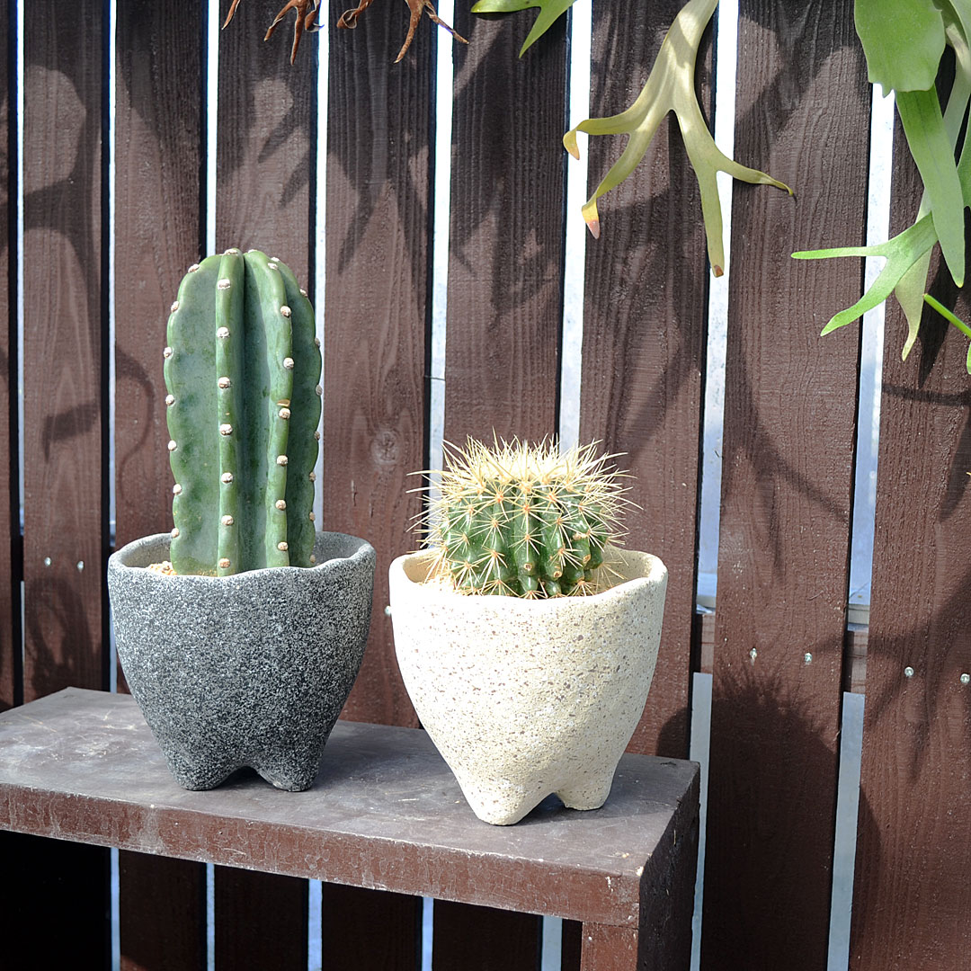 観葉植物の販売・ギフトならフラワーコーポレーション / サボテン