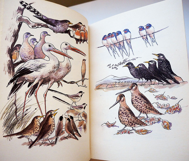 Cesky rok Podzim / チェコ絵本のフィネサ・ブックス