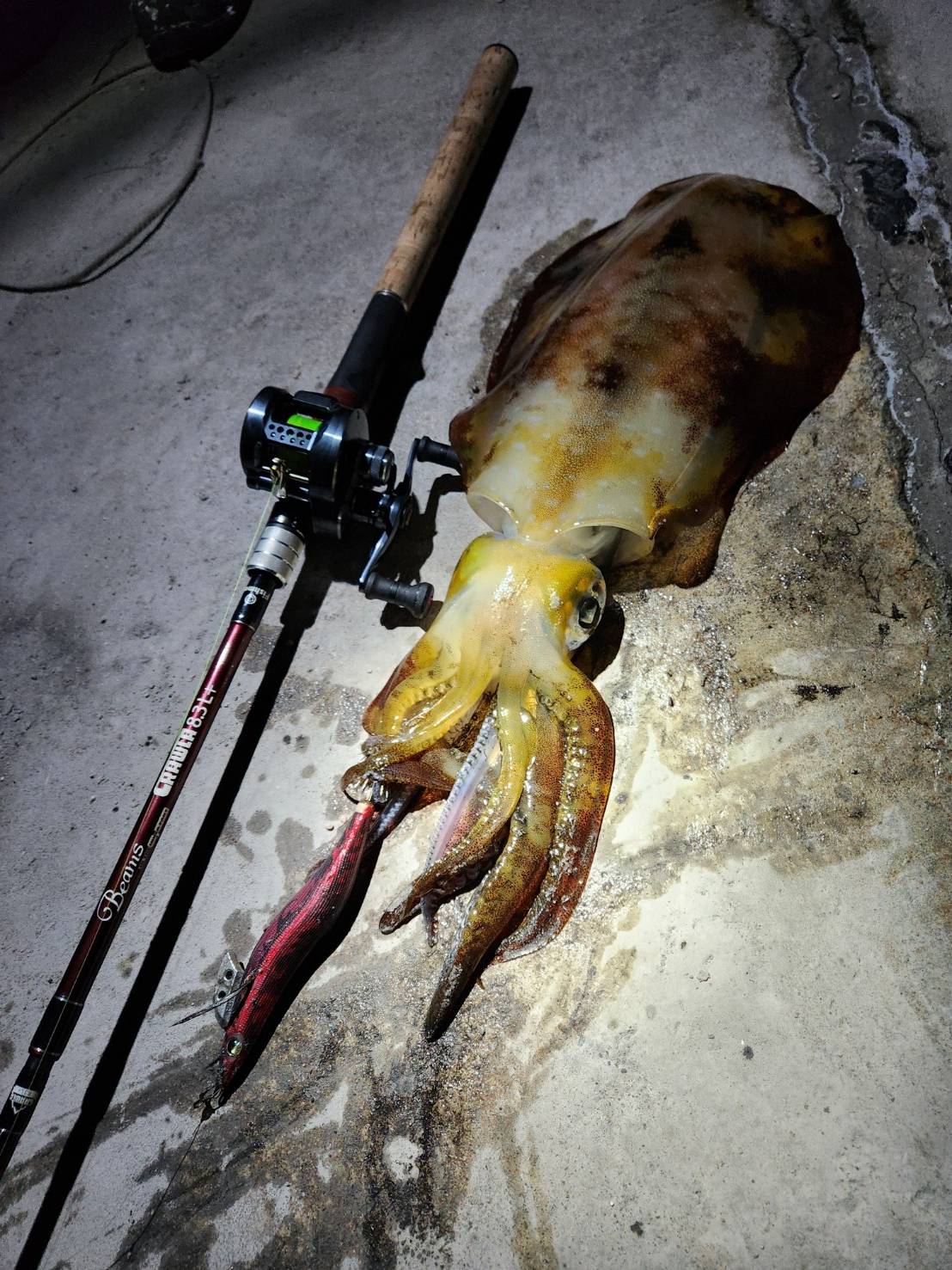 Beams CRAWLA8.3L+ アーカイブ - Fishman（フィッシュマン）