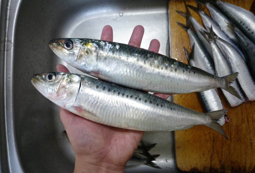 相模湾マイワシ（超巨大編）全長28センチ／重さ190グラム | フィッシュ