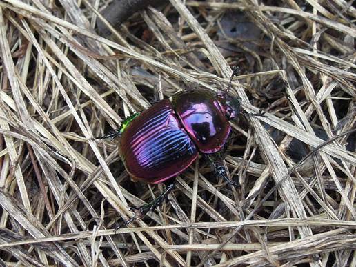ムラサキシキブ オオセンチコガネ 「無言館の青春」の感想