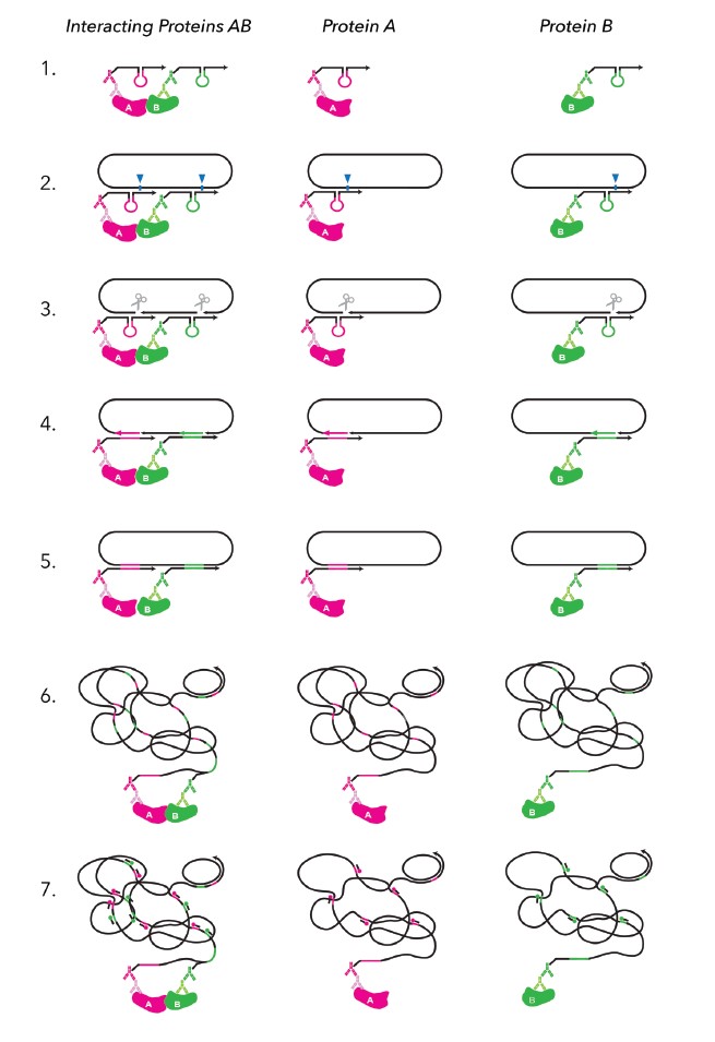 細胞および組織におけるタンパク質間相互作用の秘密を解き明かす