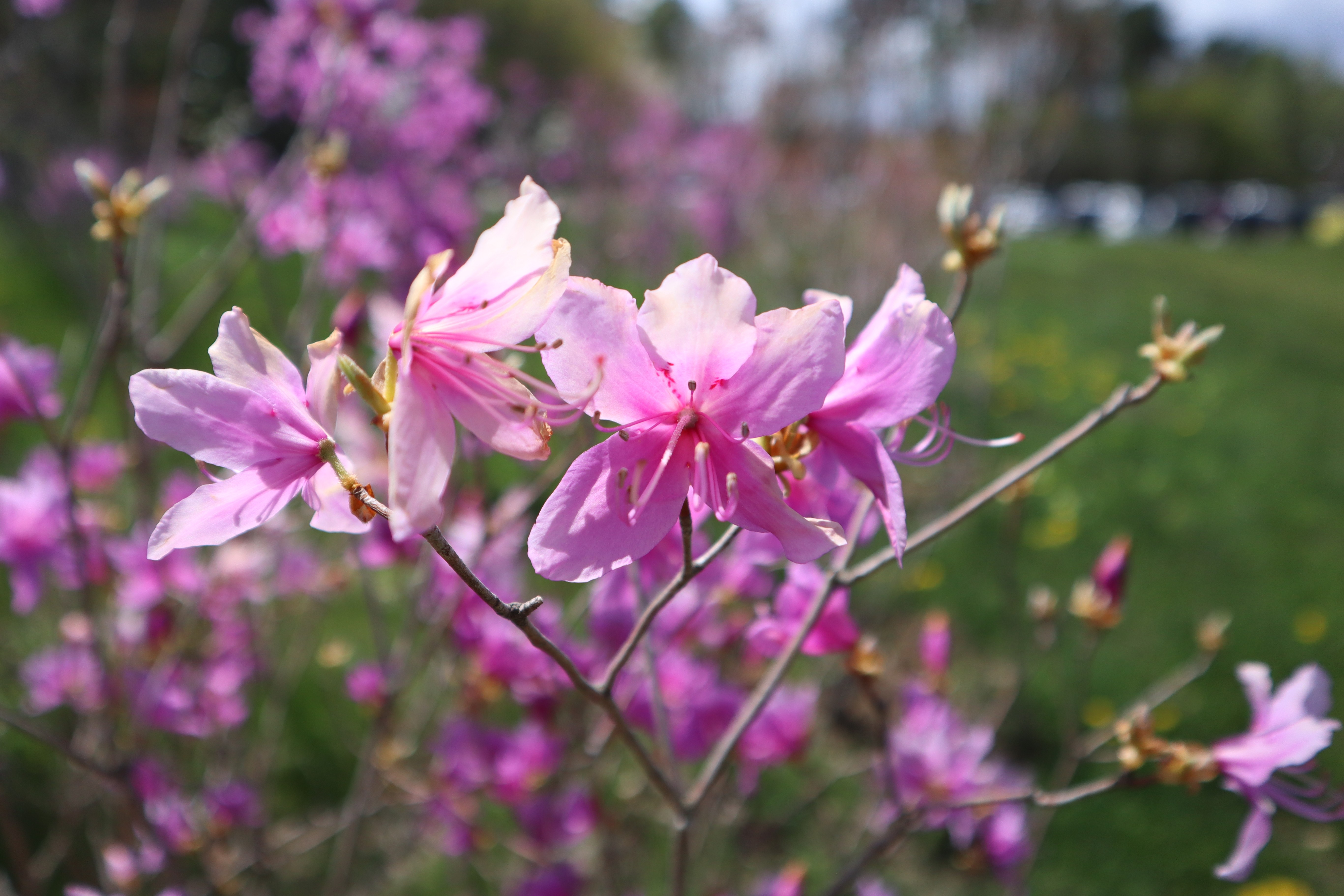 FPLの山野草④～ミツバツツジ～ | ファナックパートロニクス株式会社