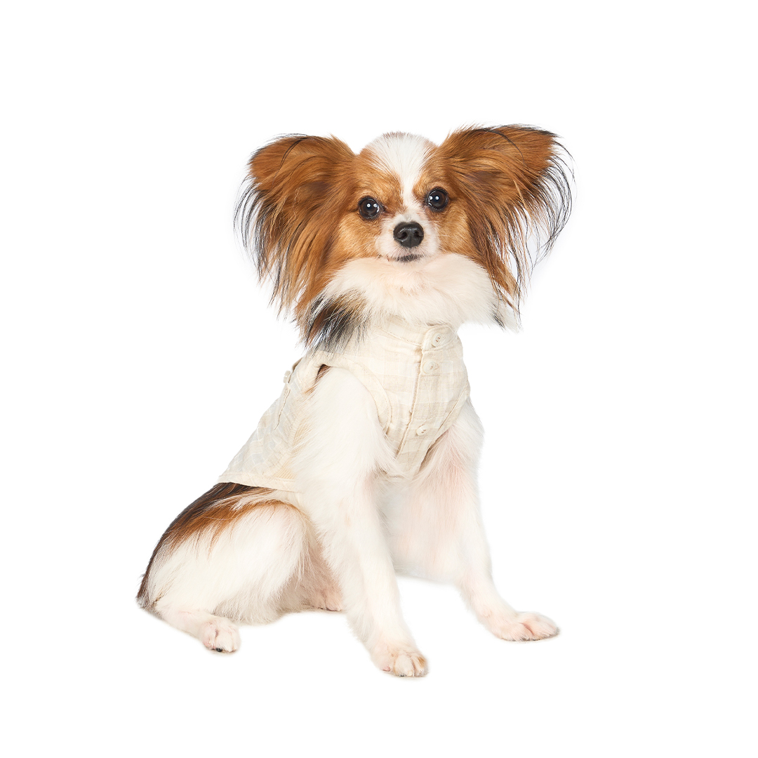 Papillon | meetup | フリーステッチ free stitch