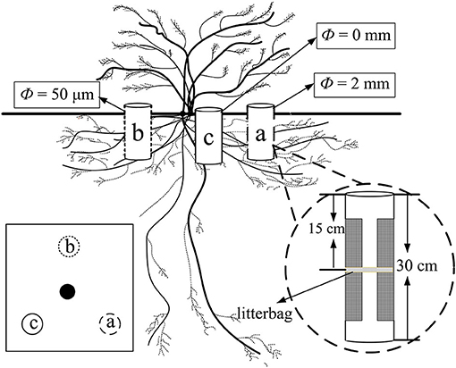 Frontiers | Effect of Root and Mycelia on Fine Root Decomposition
