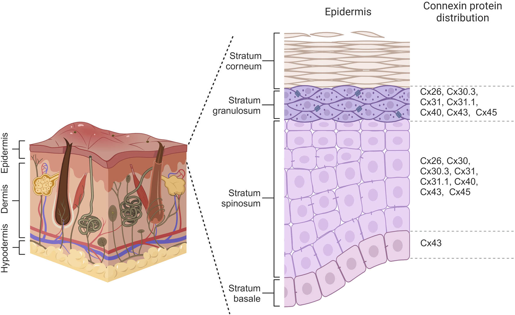Frontiers | Connexins in epidermal health and diseases: insights