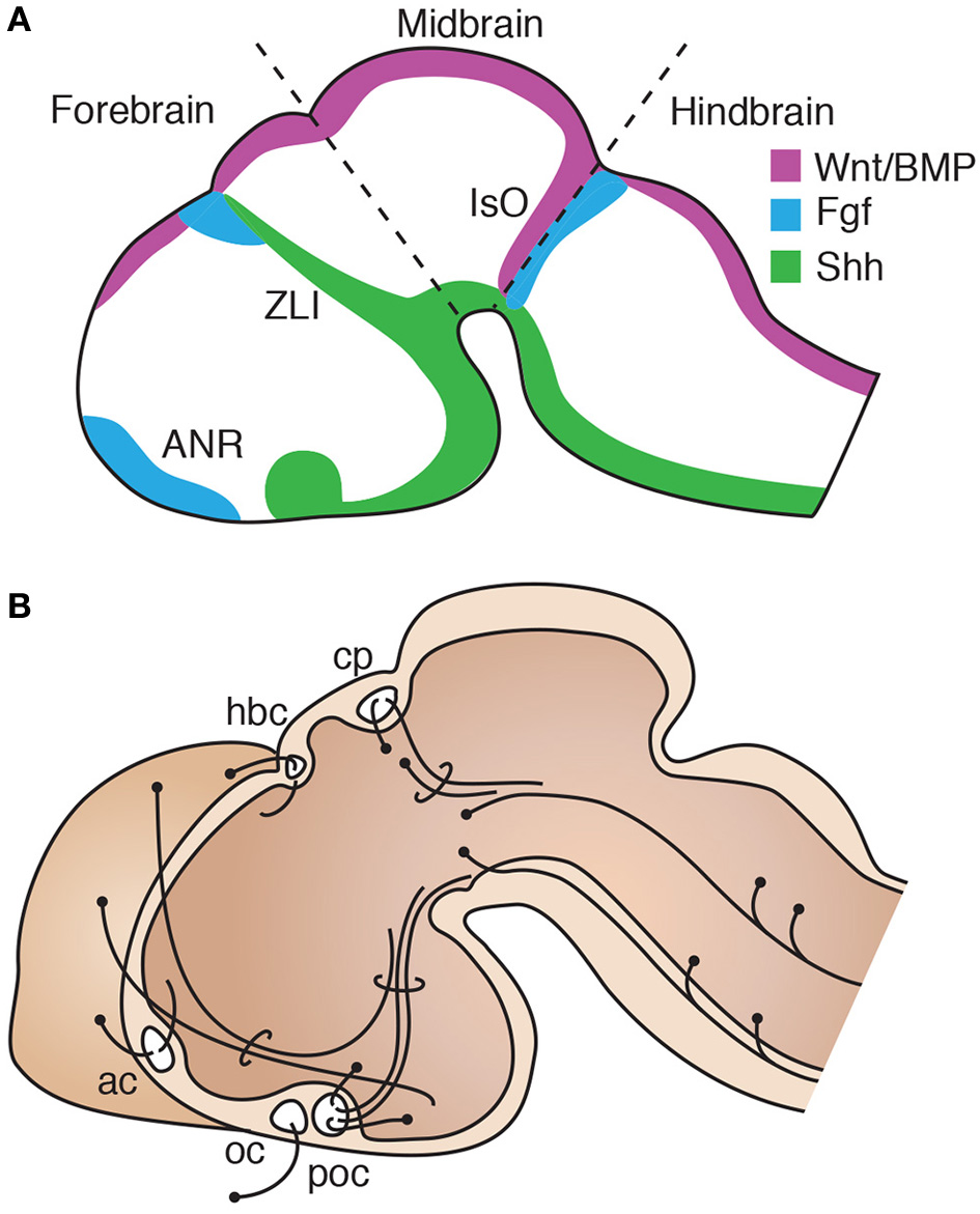 Frontiers | Evolution and development of interhemispheric