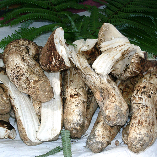 国産まつたけ 松茸 つぼみ 天助 | G-Callショッピング