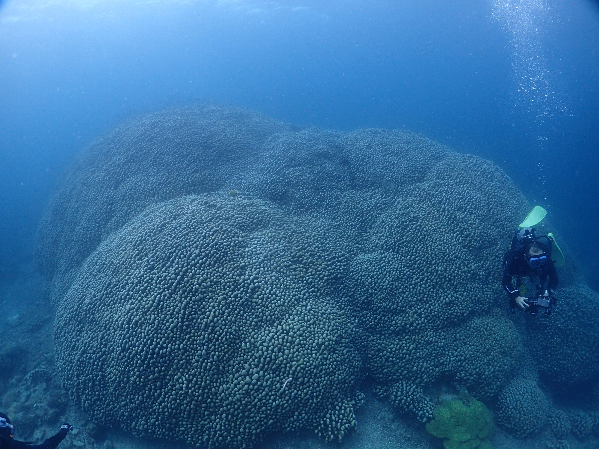 GW後半戦！！ギネス級のサンゴを拝みに～！ | 石垣島ダイビング
