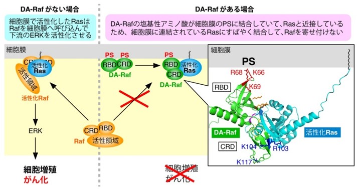 がんの増殖を抑える仕組みを解明 | 神戸大学ニュースサイト