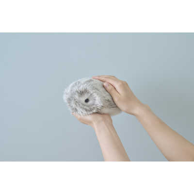 カシオ CASIO 手のりサイズ AIペット(コミュニケーションロボット