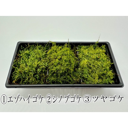 3種パック（185㎜×90㎜） 商品一覧｜高品質の苔販売専門店 苔日光