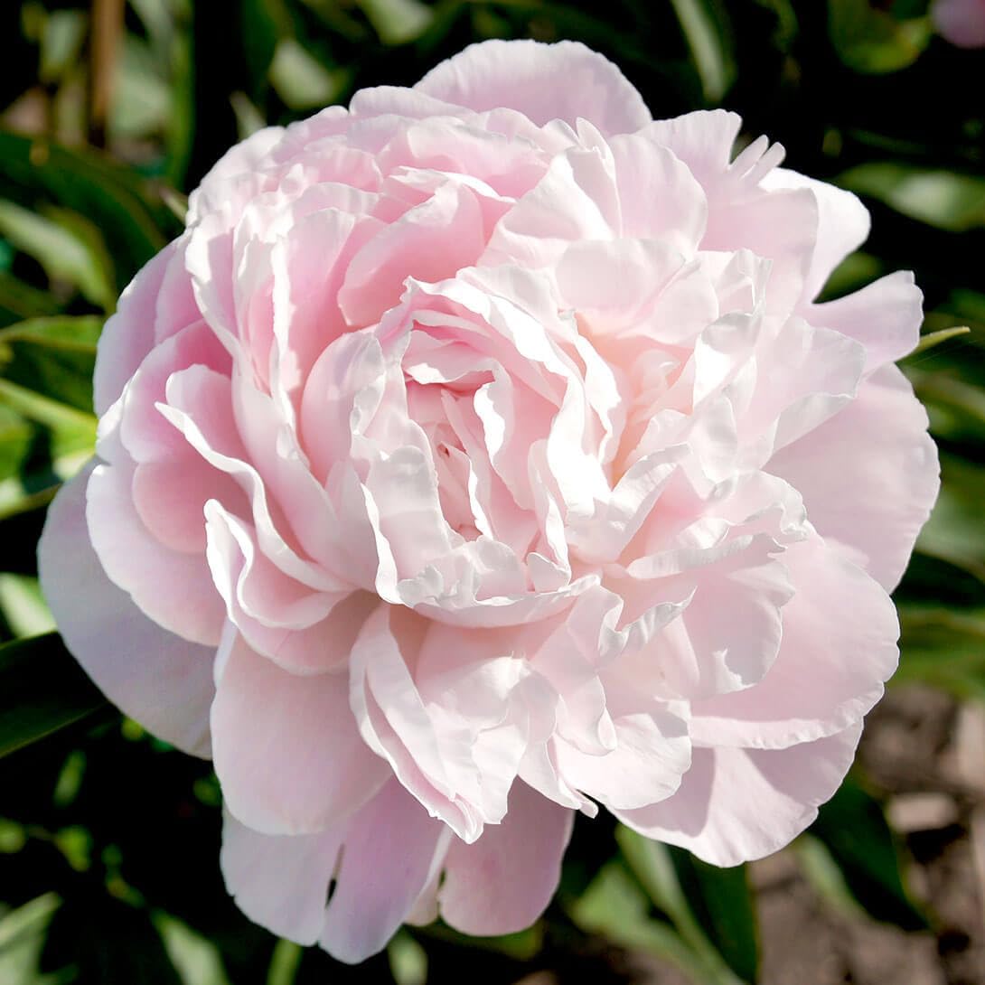 国華園オンラインショップ / 花木苗 芍薬 ニックシェイラー 2～3芽付