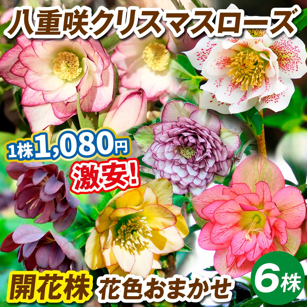 国華園オンラインショップ / 花苗 八重咲クリスマスローズ 開花株 花色