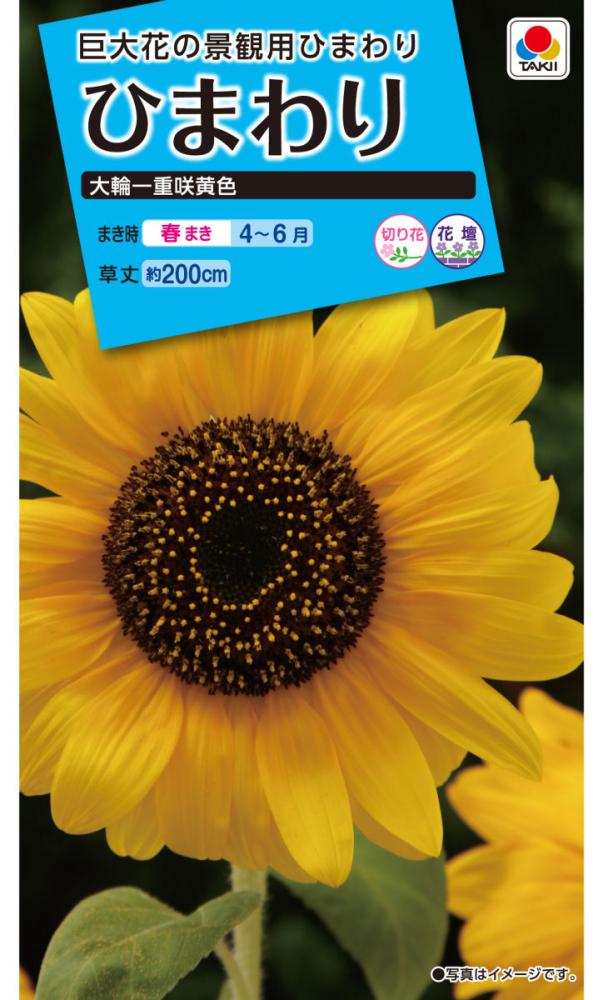 ヒマワリ種子 大輪一重咲 黄色 の通販 | ホームセンター コメリドットコム