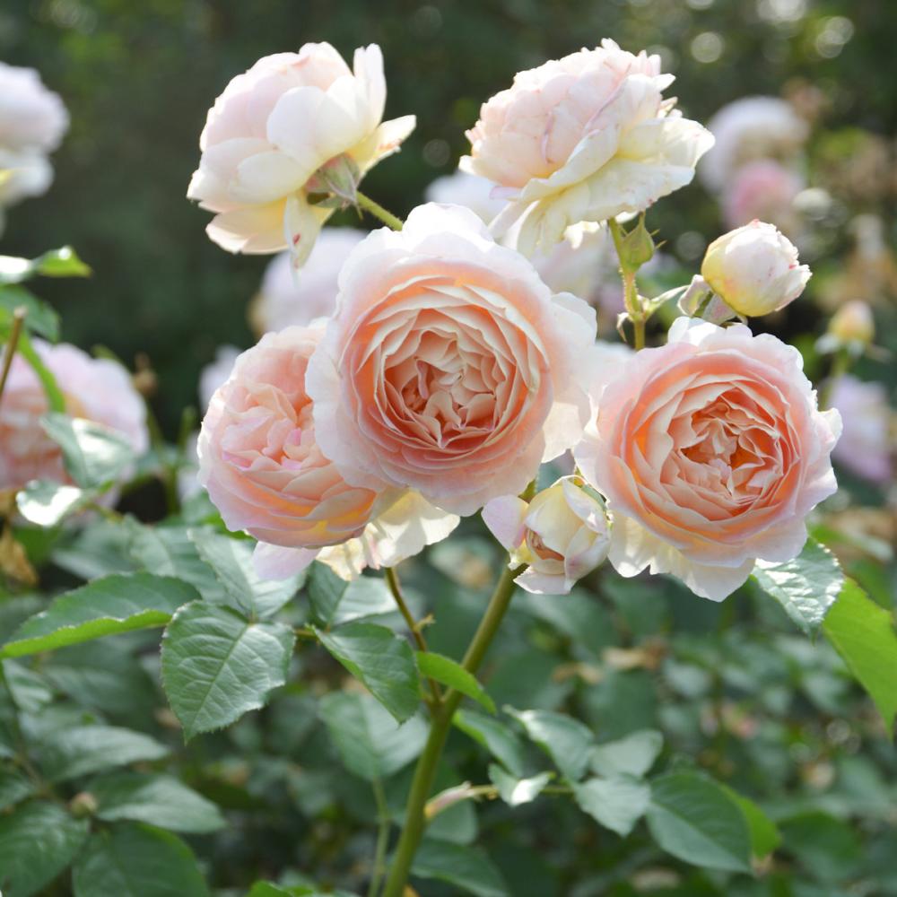 完売御礼【バラ予約】 バラ大苗 サシェ 予約特典付き 【申込期限：2月