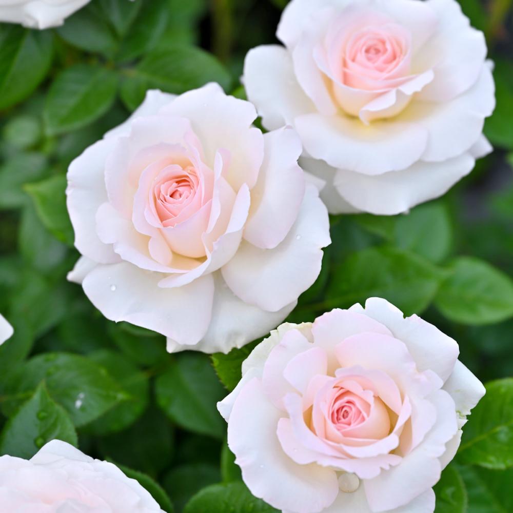 完売御礼【バラ予約】 バラ大苗 ラ・ソウ゛ァジーヌ・テル・エ