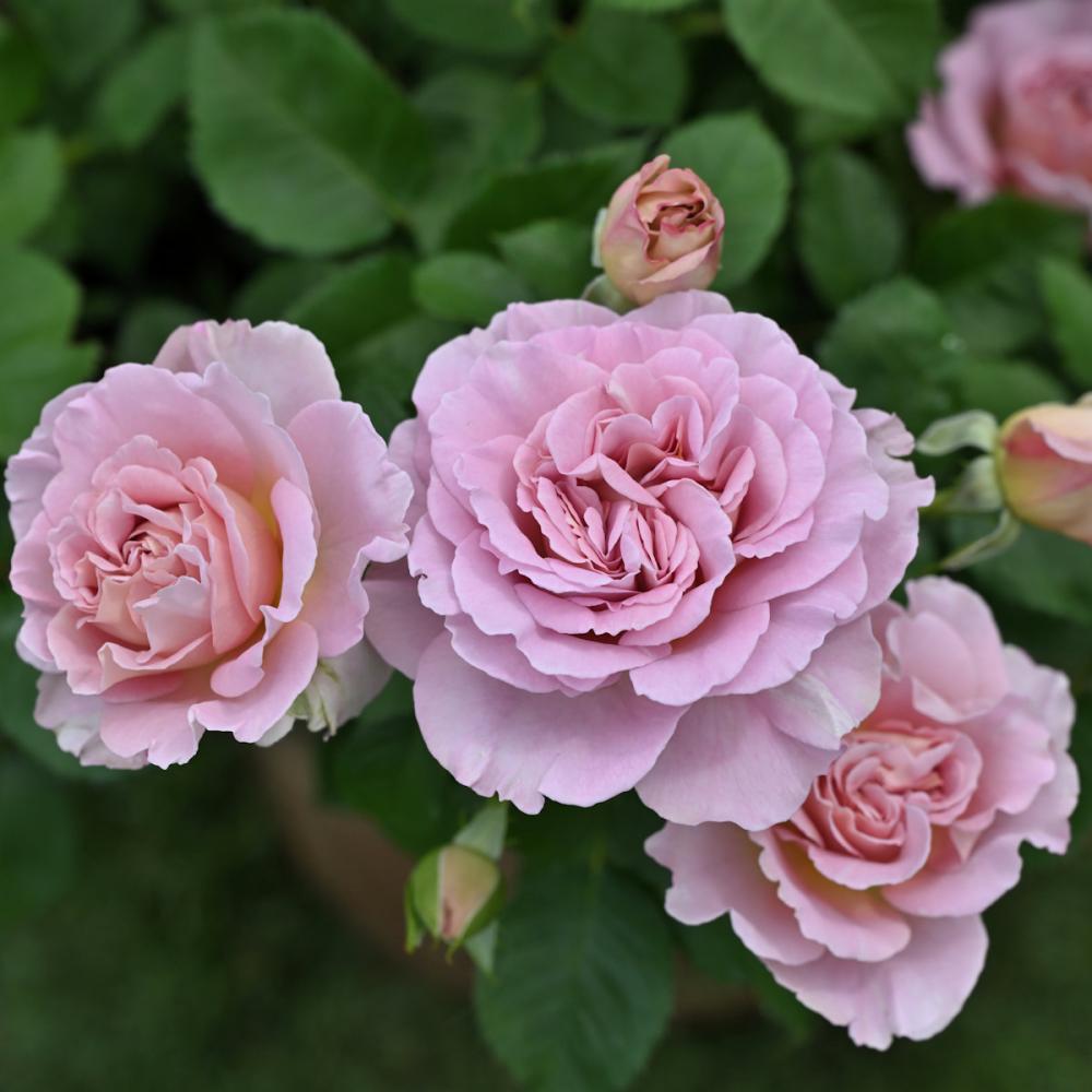 バラ予約】 バラ大苗 フリゼ 予約特典付き 【申込期限：2月22日