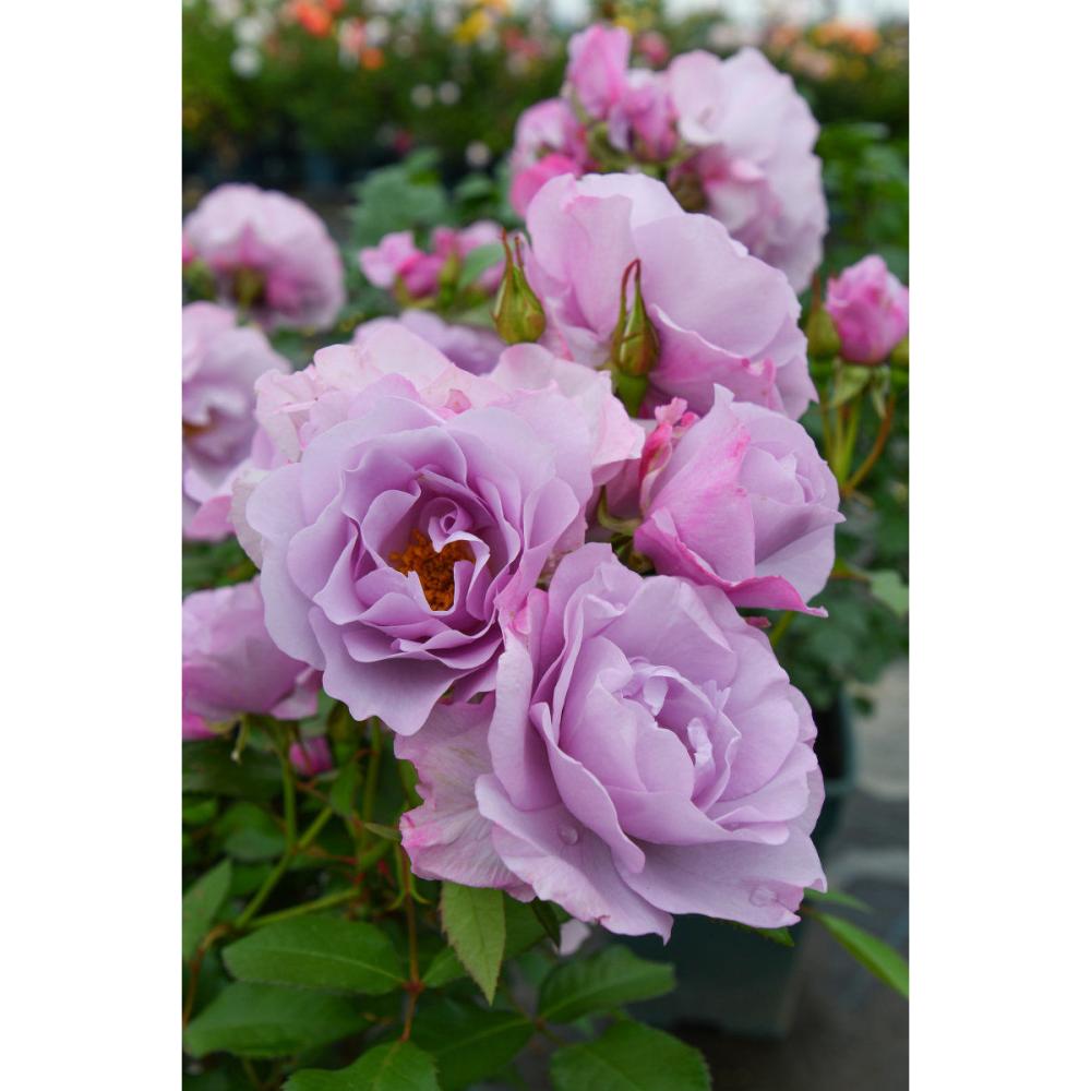 完売御礼【バラ予約】 バラ大苗 サマルカンド 予約特典付き 【申込期限