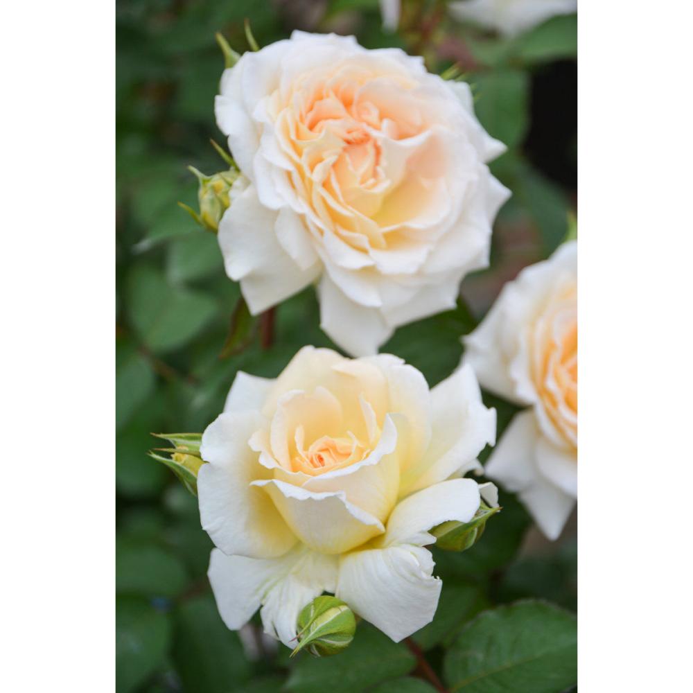 バラ予約】 バラ大苗 敦煌（とんこう） 予約特典付き 【申込期限：2月