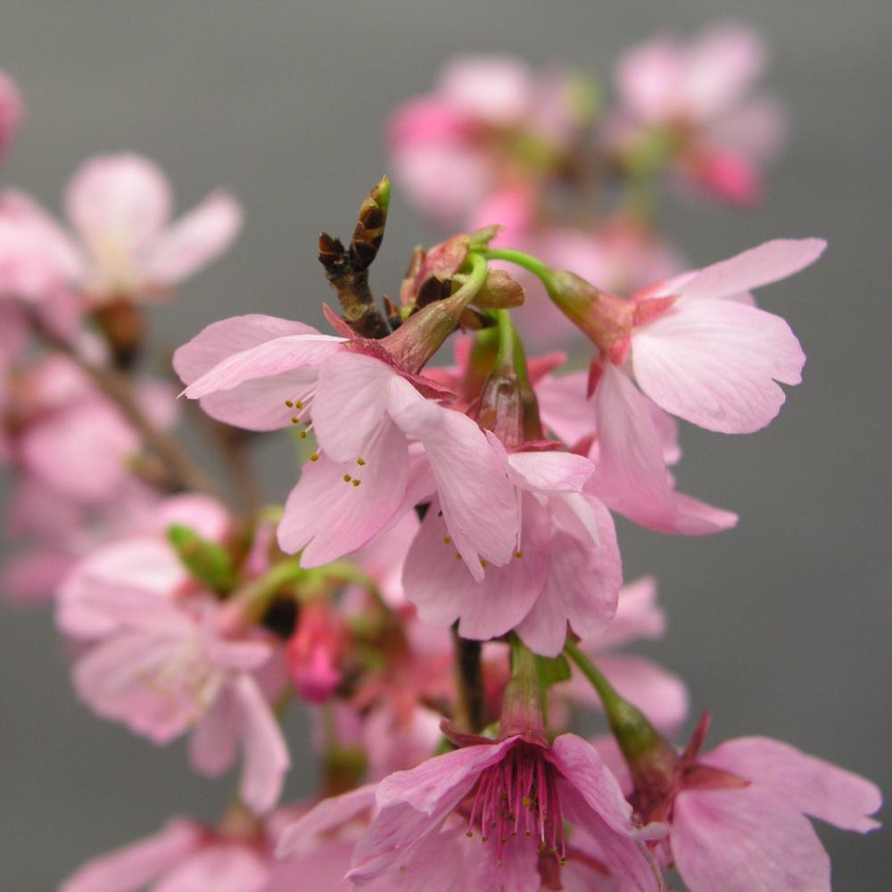 卒入学・春植物予約】 サクラ苗 プリンセス雅 18cmポット 【申込