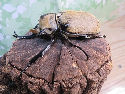 ☆新成虫☆ノゲイラゾウカブト♂95ミリ♀61ミリペア販売！！ - 昆虫家