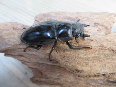 ☆稀少新成虫☆ギラファノコギリクワガタ（亜種ニルギリエンシス）♂88