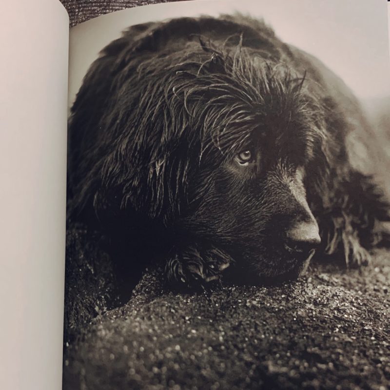 ブルース・ウェーバー BRUCE WEBER ｜ GENTLE GIANTS: A BOOK OF