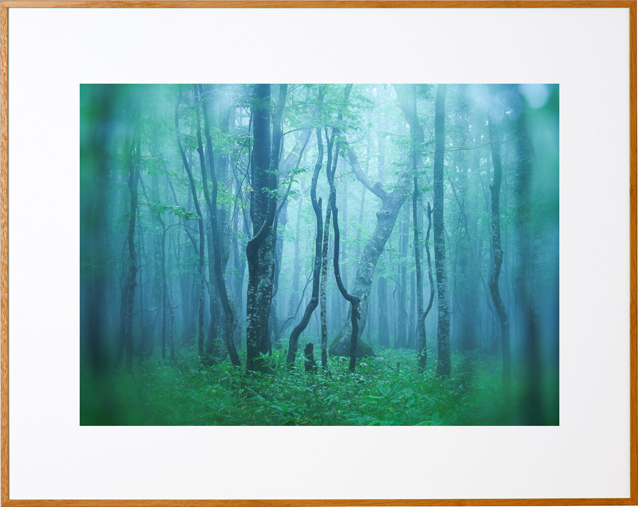 ギャラリー | ケンコー・トキナー